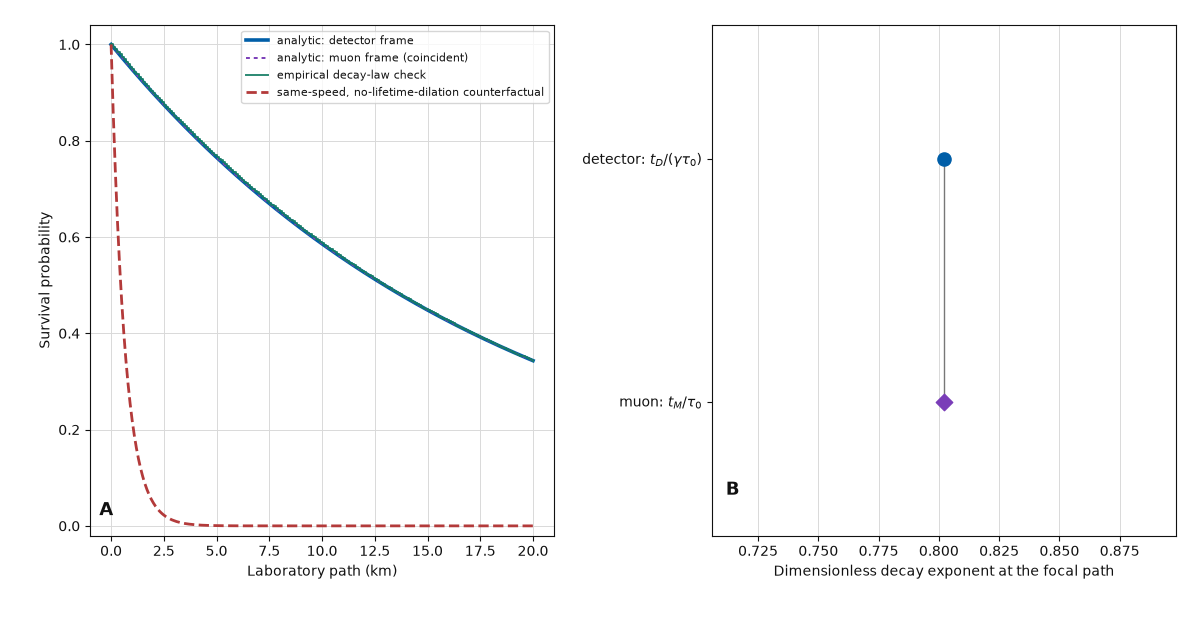 Two-panel figure: panel A shows survival probability against laboratory path for the detector frame, muon frame, empirical check, and a rapidly vanishing no-dilation counterfactual; panel B shows the two frame decay exponents as aligned markers on a common dimensionless axis.